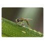 Макрооб'єктив для телефону 45-85мм професійний Kase Master Macro Plus