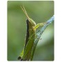 Макрооб'єктив для телефону 45-85мм професійний Kase Master Macro Plus