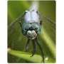 Макрооб'єктив для телефону 45-85мм професійний Kase Master Macro Plus